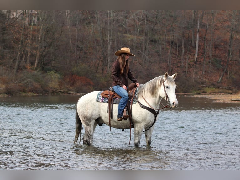 Caballo cuarto de milla Caballo castrado 12 años 152 cm Tordo in Clarion