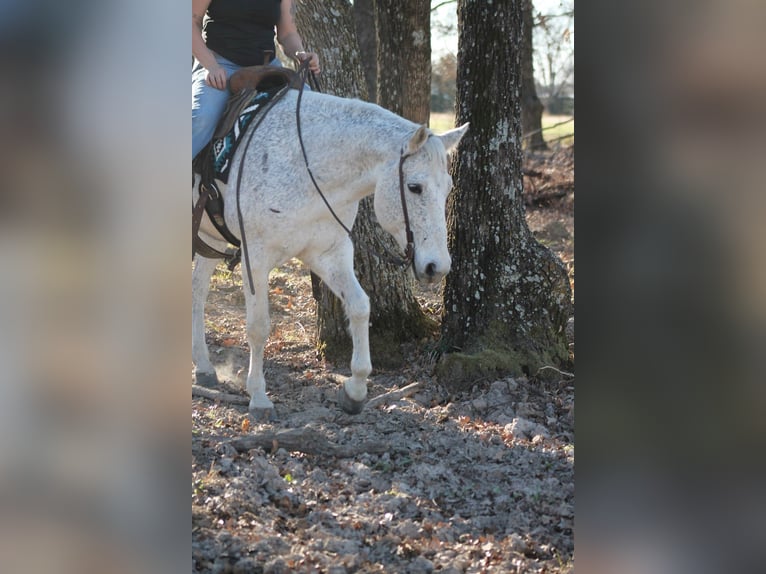 Caballo cuarto de milla Caballo castrado 12 años 152 cm Tordo in Plano