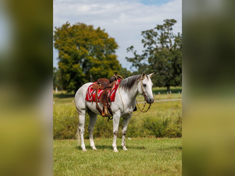 Caballo cuarto de milla Caballo castrado 12 años 152 cm Tordo in Quitman