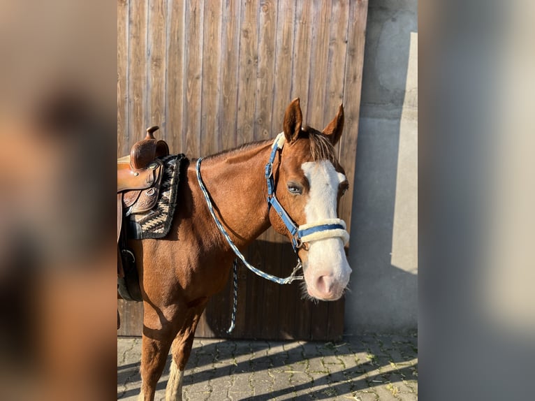 Caballo cuarto de milla Caballo castrado 12 años 153 cm Alazán in Hilden