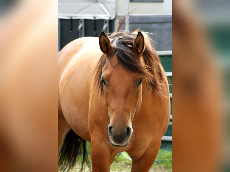 Caballo cuarto de milla Caballo castrado 12 años 153 cm Bayo in Herschweiler-Pettersheim