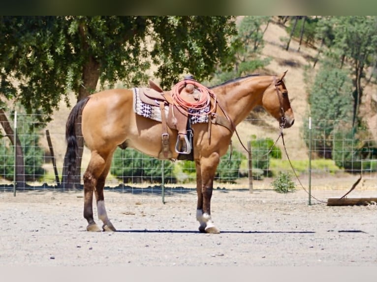 Caballo cuarto de milla Caballo castrado 12 años 155 cm Bayo in Tres Pinos