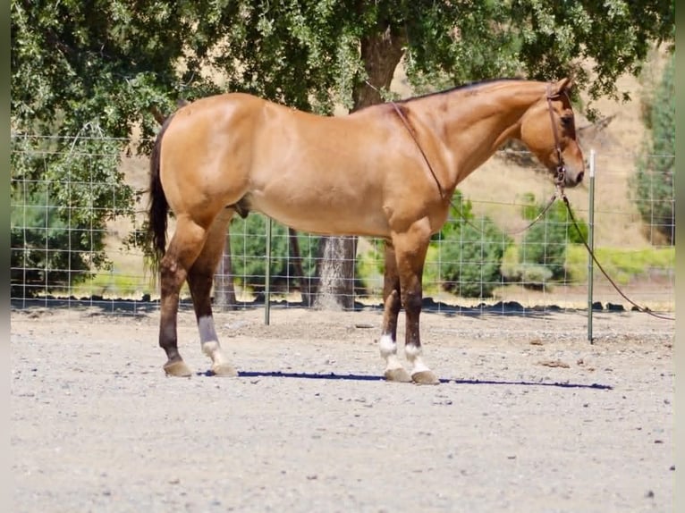 Caballo cuarto de milla Caballo castrado 12 años 155 cm Bayo in Tres Pinos