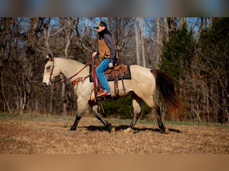 Caballo cuarto de milla Caballo castrado 12 años 155 cm Buckskin/Bayo in Santa Fe