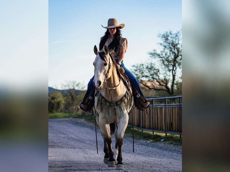 Caballo cuarto de milla Caballo castrado 12 años 155 cm Buckskin/Bayo in Wickenburg