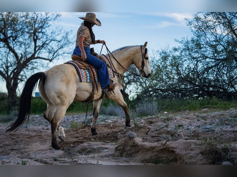 Caballo cuarto de milla Caballo castrado 12 años 155 cm Buckskin/Bayo in Wickenburg