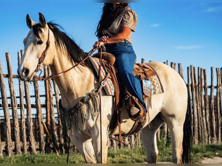 Caballo cuarto de milla Caballo castrado 12 años 155 cm Buckskin/Bayo in Wickenburg
