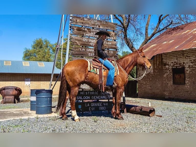 Caballo cuarto de milla Caballo castrado 12 años 155 cm Champán in Sulfar Springs, TX