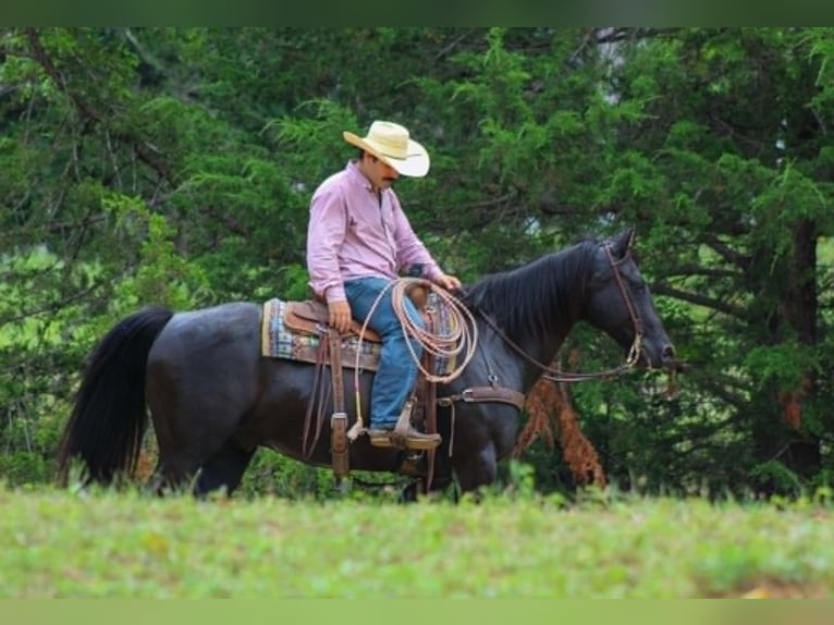 Caballo cuarto de milla Caballo castrado 12 años 155 cm Negro in Whitesboro