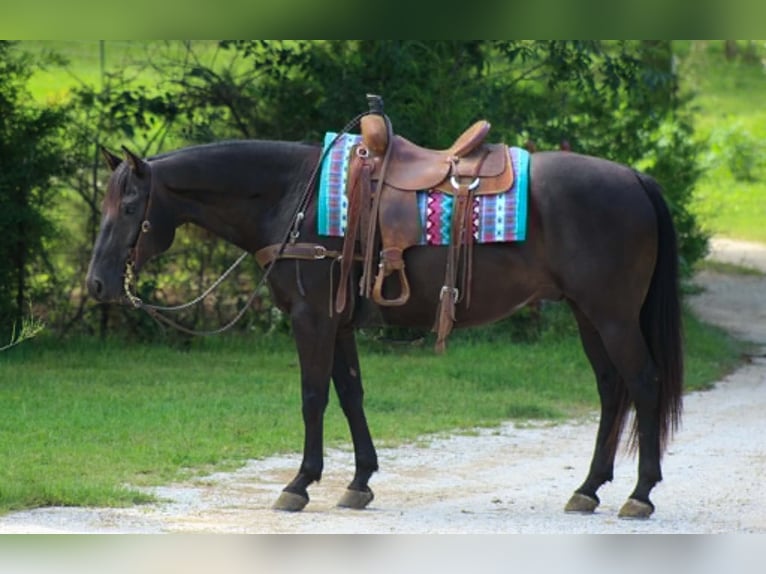 Caballo cuarto de milla Caballo castrado 12 años 155 cm Negro in Whitesboro