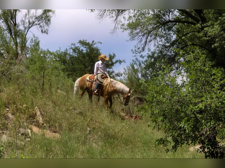 Caballo cuarto de milla Caballo castrado 12 años 155 cm Palomino in Camp Verde. AZ