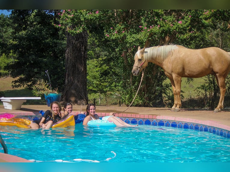 Caballo cuarto de milla Caballo castrado 12 años 155 cm Palomino in Rusk TX