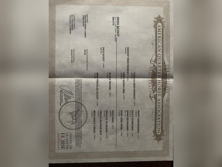 Caballo cuarto de milla Caballo castrado 12 años 155 cm Ruano alazán in Level Green KY