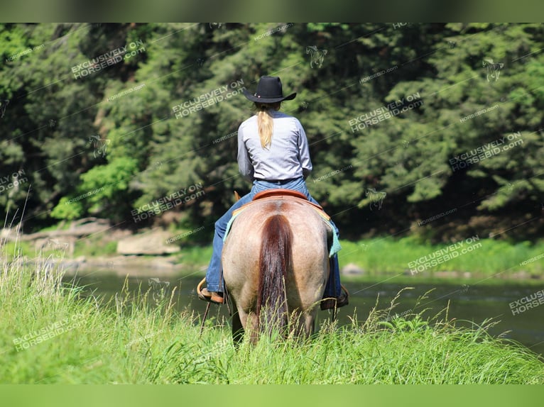 Caballo cuarto de milla Caballo castrado 12 años 155 cm Ruano alazán in Clarion, PA