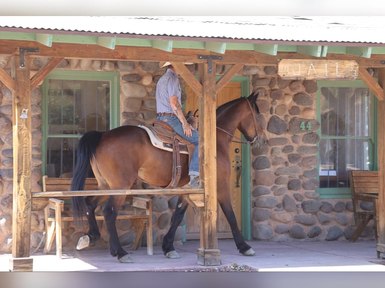 Caballo cuarto de milla Caballo castrado 12 años 157 cm Castaño rojizo in Camp Verde AZ