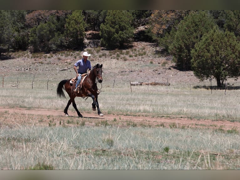 Caballo cuarto de milla Caballo castrado 12 años 157 cm Castaño rojizo in Camp Verde AZ