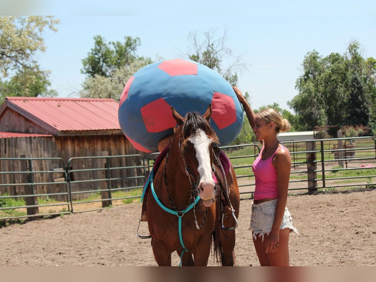 Caballo cuarto de milla Caballo castrado 12 años 157 cm Castaño rojizo in Fort Collins, CO