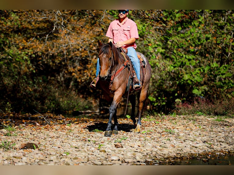 Caballo cuarto de milla Caballo castrado 12 años 157 cm Castaño-ruano in Cookeville TN