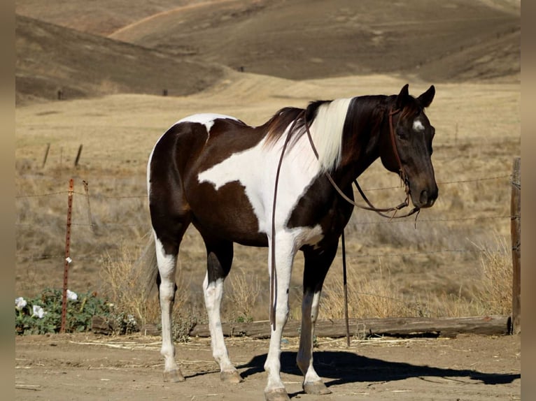 Caballo cuarto de milla Caballo castrado 12 años 157 cm Negro in Bitterwater, CA