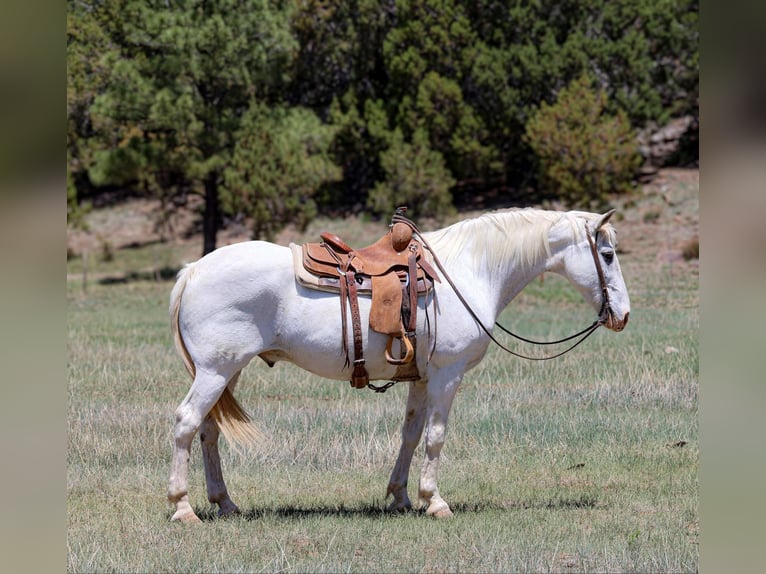 Caballo cuarto de milla Caballo castrado 12 años 157 cm Tordo in Cottonwood AZ