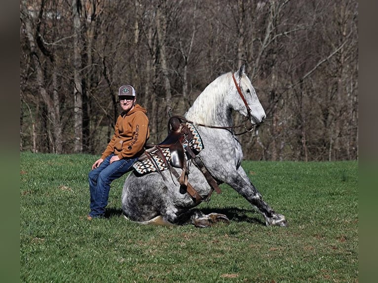 Caballo cuarto de milla Caballo castrado 12 años 157 cm Tordo rodado in Mount Vernon