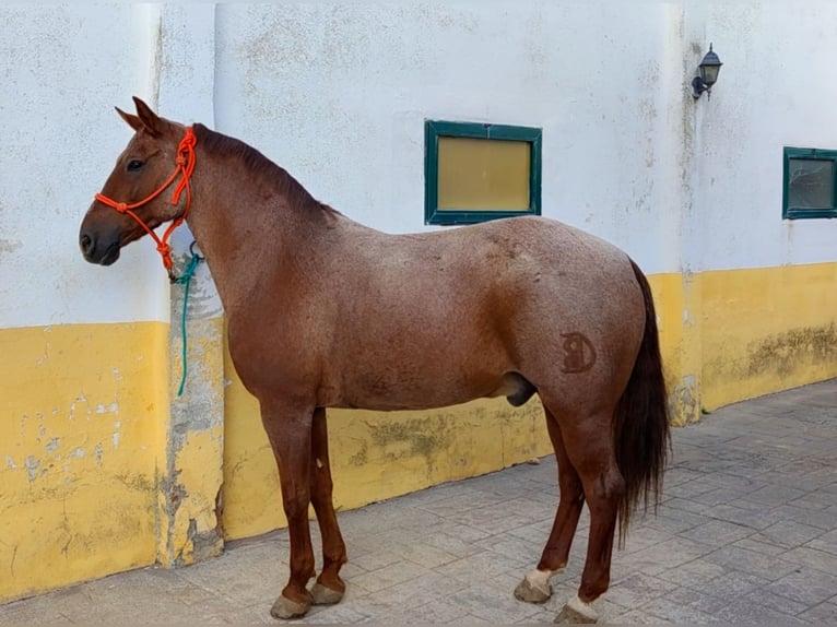 Caballo cuarto de milla Mestizo Caballo castrado 12 años 162 cm in Collado Villalba