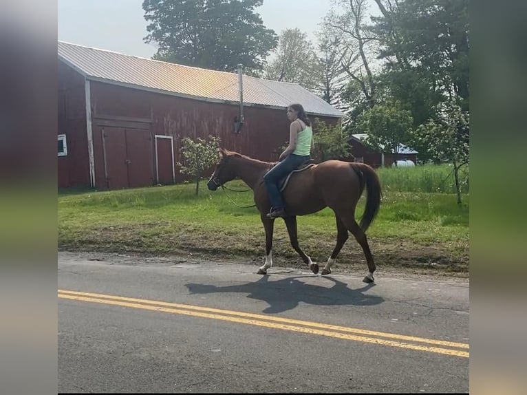 Caballo cuarto de milla Caballo castrado 12 años 163 cm Alazán rojizo in Granby, CT