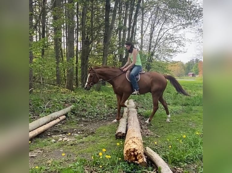 Caballo cuarto de milla Caballo castrado 12 años 163 cm Alazán rojizo in Granby, CT