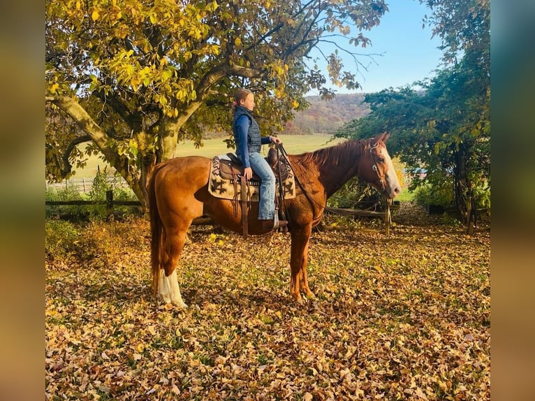 Caballo cuarto de milla Caballo castrado 12 años 163 cm Alazán-tostado in Chambersburg
