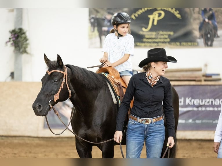 Caballo cuarto de milla Caballo castrado 12 años 163 cm Negro in TrierTrier
