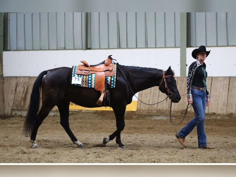 Caballo cuarto de milla Caballo castrado 12 años 163 cm Negro in TrierTrier