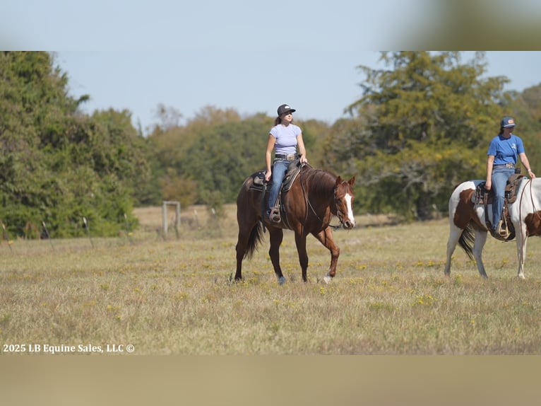 Caballo cuarto de milla Caballo castrado 12 años 163 cm Ruano alazán in Terrell