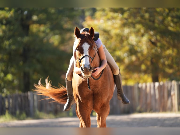 Caballo cuarto de milla Caballo castrado 12 años 163 cm Ruano alazán in Terrell