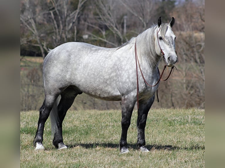 Caballo cuarto de milla Caballo castrado 12 años 163 cm Tordo in Mt. Vernon, KY
