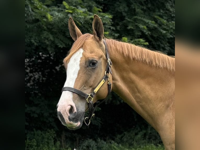 Caballo cuarto de milla Caballo castrado 12 años 165 cm Bayo in Granby, CT