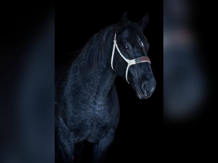 Caballo cuarto de milla Caballo castrado 12 años 165 cm Ruano azulado in weatherford TX