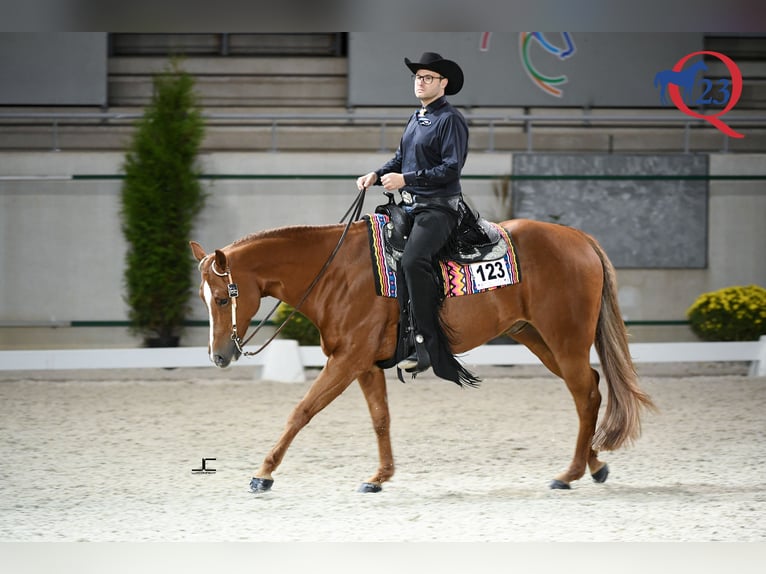 Caballo cuarto de milla Caballo castrado 12 años 169 cm Alazán in Wedemark