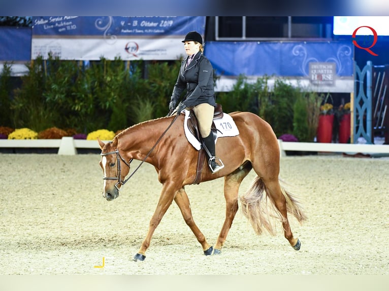 Caballo cuarto de milla Caballo castrado 12 años 169 cm Alazán in Wedemark