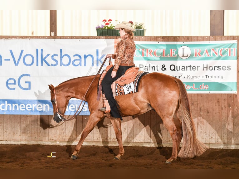 Caballo cuarto de milla Caballo castrado 12 años 169 cm Alazán in Wedemark