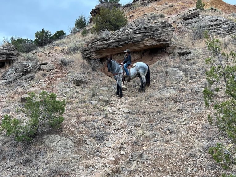 Caballo cuarto de milla Caballo castrado 12 años 170 cm Ruano azulado in Libson IA