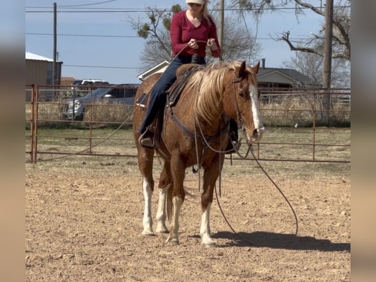 Caballo cuarto de milla Caballo castrado 12 años Alazán rojizo in Weatherford