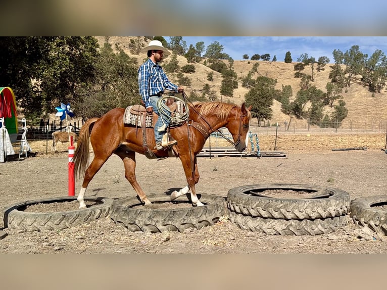 Caballo cuarto de milla Caballo castrado 12 años Alazán rojizo in Tres Pinos