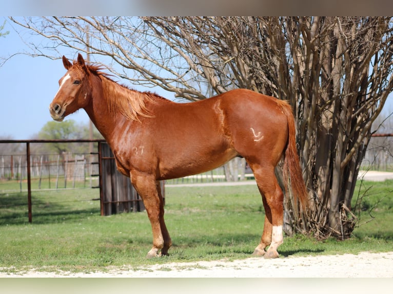 Caballo cuarto de milla Caballo castrado 12 años Alazán-tostado in Stephenville TX