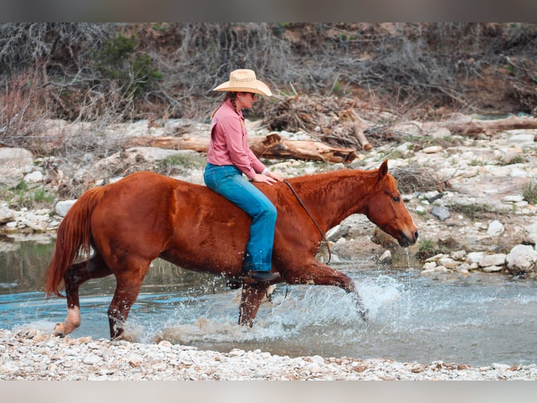 Caballo cuarto de milla Caballo castrado 12 años Alazán-tostado in Stephenville TX