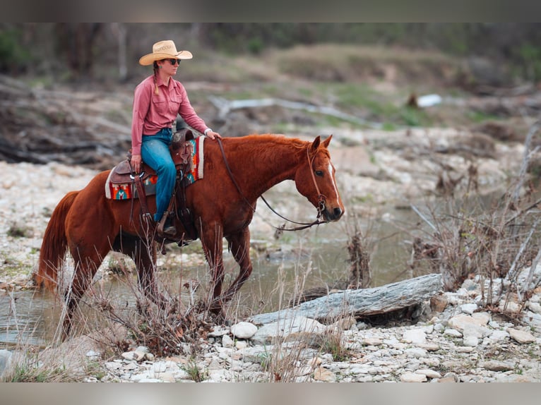 Caballo cuarto de milla Caballo castrado 12 años Alazán-tostado in Stephenville TX