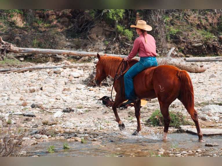 Caballo cuarto de milla Caballo castrado 12 años Alazán-tostado in Stephenville TX