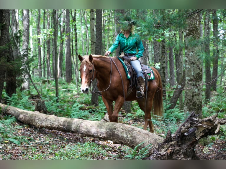 Caballo cuarto de milla Mestizo Caballo castrado 12 años Alazán-tostado in Tionesta