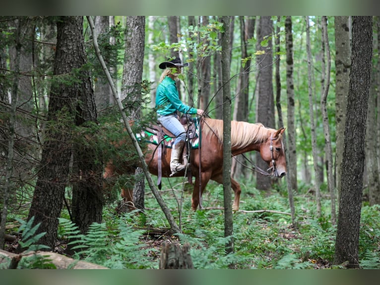 Caballo cuarto de milla Mestizo Caballo castrado 12 años Alazán-tostado in Tionesta