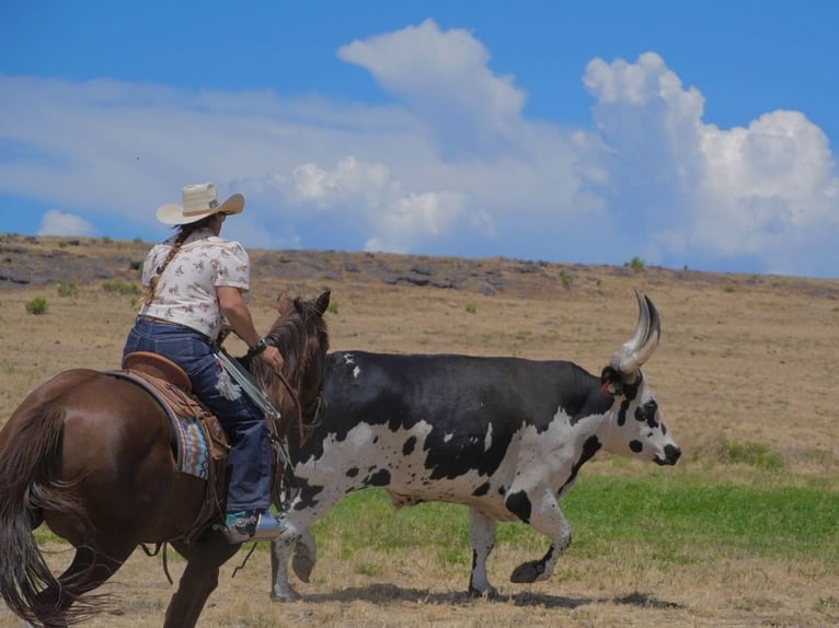 Caballo cuarto de milla Caballo castrado 12 años Alazán-tostado in Wendell