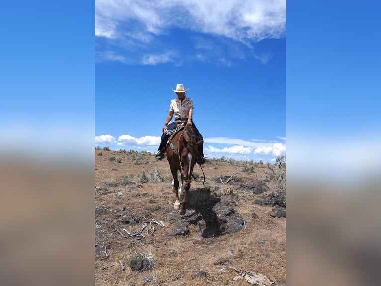Caballo cuarto de milla Caballo castrado 12 años Alazán-tostado in Wendell